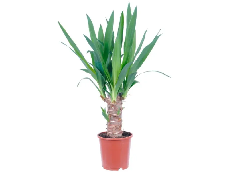 GROW by OBI Töpfe<Palmlilie 1er Stamm Topf Ø ca. 11 cm Yucca Elephantipes