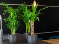 GROW by OBI Töpfe<Palmlilie 1er Stamm Topf Ø ca. 11 cm Yucca Elephantipes