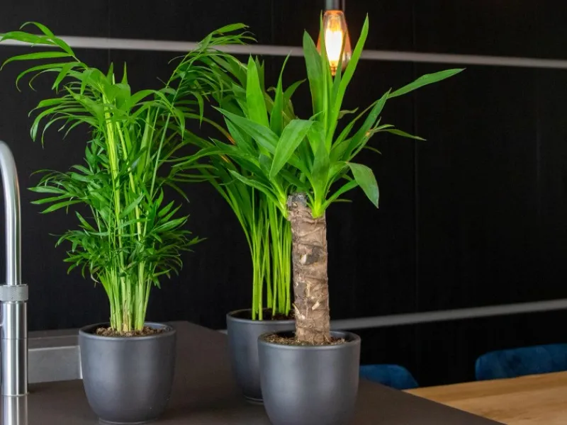 GROW by OBI Töpfe<Palmlilie 1er Stamm Topf Ø ca. 11 cm Yucca Elephantipes