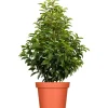 Discount GROW by OBI Portugiesischer Kirschlorbeer Höhe ca. 80-100cm Topf ca.7,5 l Prunus