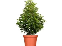 Discount GROW by OBI Portugiesischer Kirschlorbeer Höhe ca. 80-100cm Topf ca.7,5 l Prunus