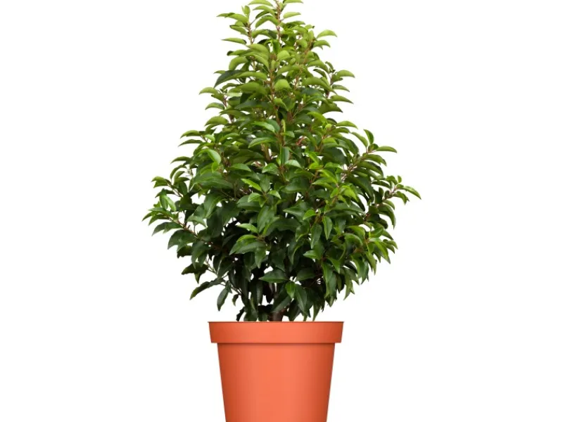 Discount GROW by OBI Portugiesischer Kirschlorbeer Höhe ca. 80-100cm Topf ca.7,5 l Prunus