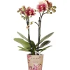 GROW by OBI Töpfe<Schmetterlingsorchidee Spain Höhe 35-40 cm Topf Ø 9 cm Phalaenopsis