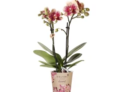 GROW by OBI Töpfe<Schmetterlingsorchidee Spain Höhe 35-40 cm Topf Ø 9 cm Phalaenopsis