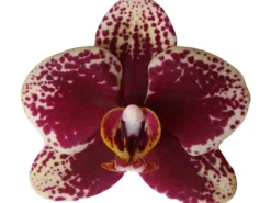 GROW by OBI Töpfe<Schmetterlingsorchidee Spain Höhe 35-40 cm Topf Ø 9 cm Phalaenopsis