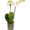 GROW by OBI Töpfe<Schmetterlings-Orchidee 2-Trieber Weiß Topf Ø ca. 9 cm Phalaenopsis