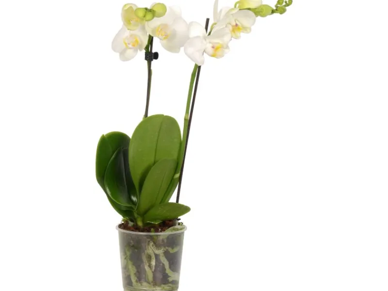 GROW by OBI Töpfe<Schmetterlings-Orchidee 2-Trieber Weiß Topf Ø ca. 9 cm Phalaenopsis