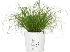GROW by OBI Töpfe<Vitalfutter Katzengras Topf-Ø ca. 12 cm Cyperus alternifolius zumula