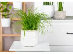 GROW by OBI Töpfe<Vitalfutter Katzengras Topf-Ø ca. 12 cm Cyperus alternifolius zumula
