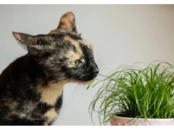 GROW by OBI Töpfe<Vitalfutter Katzengras Topf-Ø ca. 12 cm Cyperus alternifolius zumula