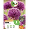 GROW by OBI Töpfe<Zierlauch Purple Sensation 4 Stück Allium aflatunense Allium