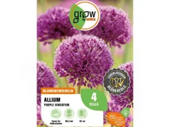 GROW by OBI Töpfe<Zierlauch Purple Sensation 4 Stück Allium aflatunense Allium