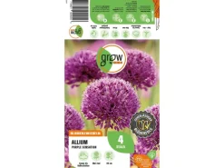 GROW by OBI Töpfe<Zierlauch Purple Sensation 4 Stück Allium aflatunense Allium
