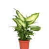 GROW by OBI GROW Dieffenbachie "Camilla" Höhe ca. 35cm Topf-Ø 12 cm Dieffenbachia maculata< Töpfe