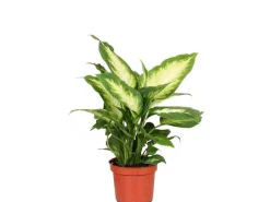 GROW by OBI GROW Dieffenbachie "Camilla" Höhe ca. 35cm Topf-Ø 12 cm Dieffenbachia maculata< Töpfe