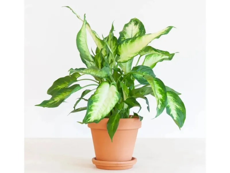 GROW by OBI GROW Dieffenbachie "Camilla" Höhe ca. 35cm Topf-Ø 12 cm Dieffenbachia maculata< Töpfe