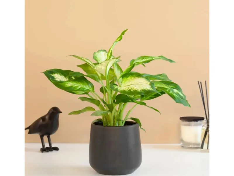 GROW by OBI GROW Dieffenbachie "Camilla" Höhe ca. 35cm Topf-Ø 12 cm Dieffenbachia maculata< Töpfe