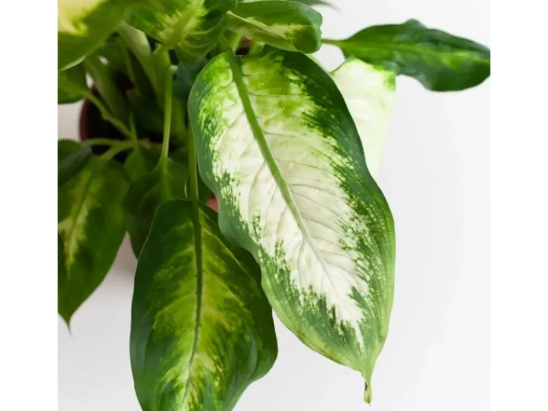 GROW by OBI GROW Dieffenbachie "Camilla" Höhe ca. 35cm Topf-Ø 12 cm Dieffenbachia maculata< Töpfe