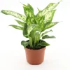 Sale GROW by OBI GROW Dieffenbachie "Compacta" Höhe ca. 35 cm Topf-Ø 12 cm Dieffenbachia maculata