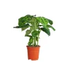 GROW by OBI Töpfe<GROW Dieffenbachie "Reflector" Höhe ca. 50 - 55 cm Topf-Ø 17 cm Dieffenbachia