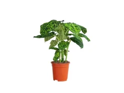 GROW by OBI Töpfe<GROW Dieffenbachie "Reflector" Höhe ca. 50 - 55 cm Topf-Ø 17 cm Dieffenbachia