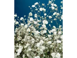 Töpfe<Gypsophila Paniculata Bristol Fairy Schleierkraut Ca. 11x11 cm Topf
