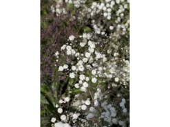 Töpfe<Gypsophila Paniculata Bristol Fairy Schleierkraut Ca. 11x11 cm Topf