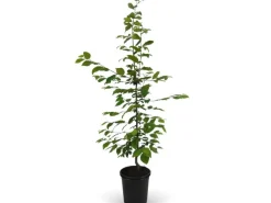 Online Hainbuche Set à 50 Stück Höhe ca. 80 - 100 cm Topf ca. 3 l Carpinus betulus
