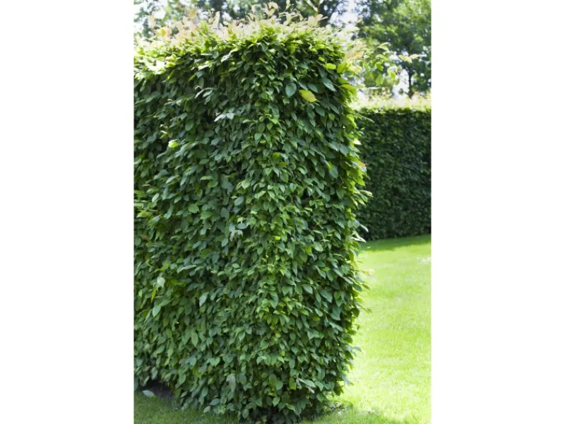 Online Hainbuche Set à 50 Stück Höhe ca. 80 - 100 cm Topf ca. 3 l Carpinus betulus