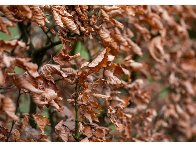 Online Hainbuche Set à 50 Stück Höhe ca. 80 - 100 cm Topf ca. 3 l Carpinus betulus