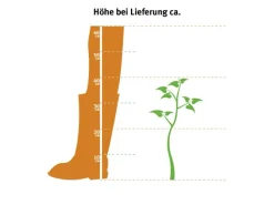 Online Hainbuche Set à 50 Stück Höhe ca. 80 - 100 cm Topf ca. 3 l Carpinus betulus