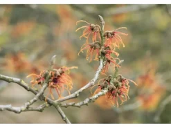 Hamamelis Intermedia Jelena Zaubernuss Kupferorange Ca. 12 cm Topf< Töpfe