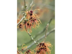 Hamamelis Intermedia Jelena Zaubernuss Kupferorange Ca. 12 cm Topf< Töpfe