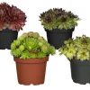 Töpfe<Hauswurz Sortenauswahl Topf-Ø ca. 9 cm Sempervivum x cultorum
