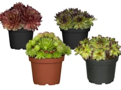 Töpfe<Hauswurz Sortenauswahl Topf-Ø ca. 9 cm Sempervivum x cultorum