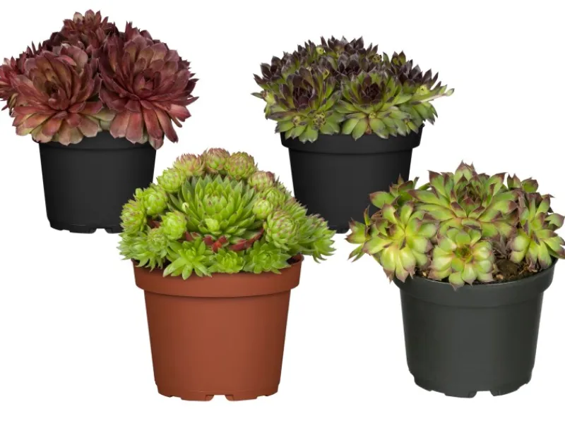 Töpfe<Hauswurz Sortenauswahl Topf-Ø ca. 9 cm Sempervivum x cultorum