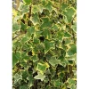 Töpfe<Hedera Helix Goldchild Efeu Gelb-Grün Ca. 9x9 cm Topf