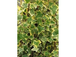 Töpfe<Hedera Helix Goldchild Efeu Gelb-Grün Ca. 9x9 cm Topf