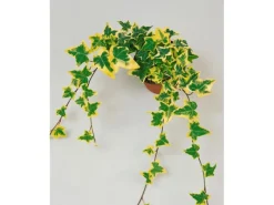 Töpfe<Hedera Helix Goldchild Efeu Gelb-Grün Ca. 9x9 cm Topf