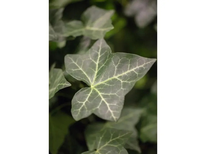Online Hedera Helix Hibernica Irischer Efeu Immergrün Ca. 9x9 cm Topf