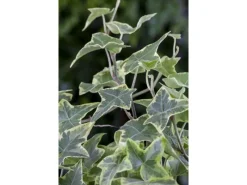 Töpfe<Hedera Helix Little Diamond Efeu Grün-Weiß Ca. 9x9 cm Topf