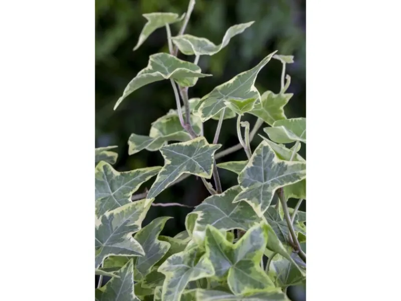 Töpfe<Hedera Helix Little Diamond Efeu Grün-Weiß Ca. 9x9 cm Topf
