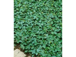 Töpfe<Hedera Helix Plattensee Efeu Immergrün Ca. 9x9 cm Topf
