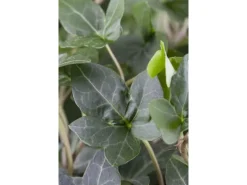 Töpfe<Hedera Helix Plattensee Efeu Immergrün Ca. 9x9 cm Topf