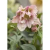Töpfe<Helleborus X Orientalis Ballard Lenzrose Gen Ca 11x11 cm Topf