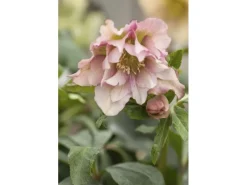 Töpfe<Helleborus X Orientalis Ballard Lenzrose Gen Ca 11x11 cm Topf