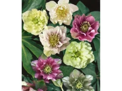 Töpfe<Helleborus X Orientalis Double Ellen Red Lenzrose Ca. 11x11 cm Topf