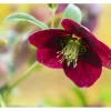 Online Helleborus X Orientalis Rot Lenzrose Ca. 11x11 cm Topf
