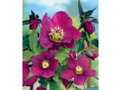 Töpfe<Helleborus X Or.Lady-S.Red Lady Ca. 11x11 cm Topf