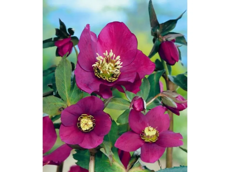 Töpfe<Helleborus X Or.Lady-S.Red Lady Ca. 11x11 cm Topf
